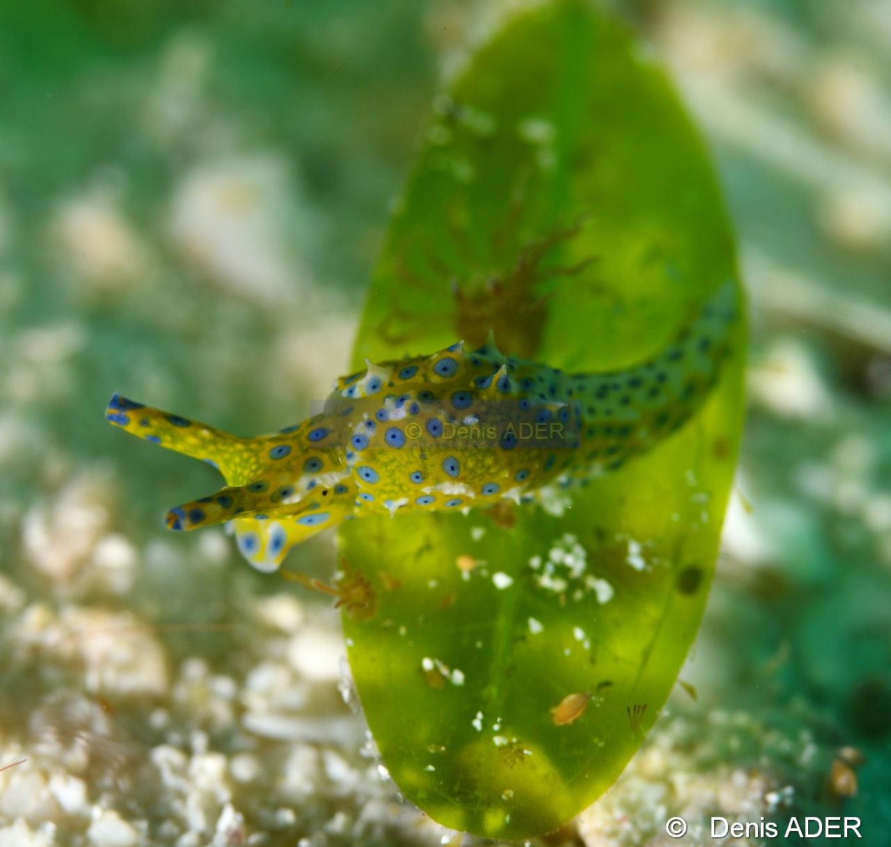 Oxynoe viridis Oxynoe verte - Elysie orange a tache bleu-Liwutonkidi Jetty beach-19m-20180604-Denis-ADER-DSC_4134_tn.jpg